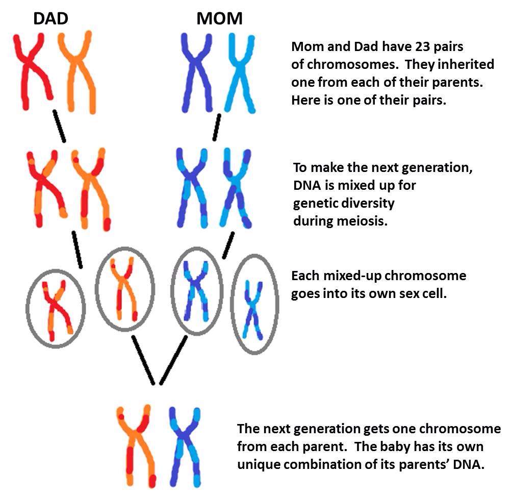 In those chromosomes are alleles (ah-leel), which are single bunches of DNA...