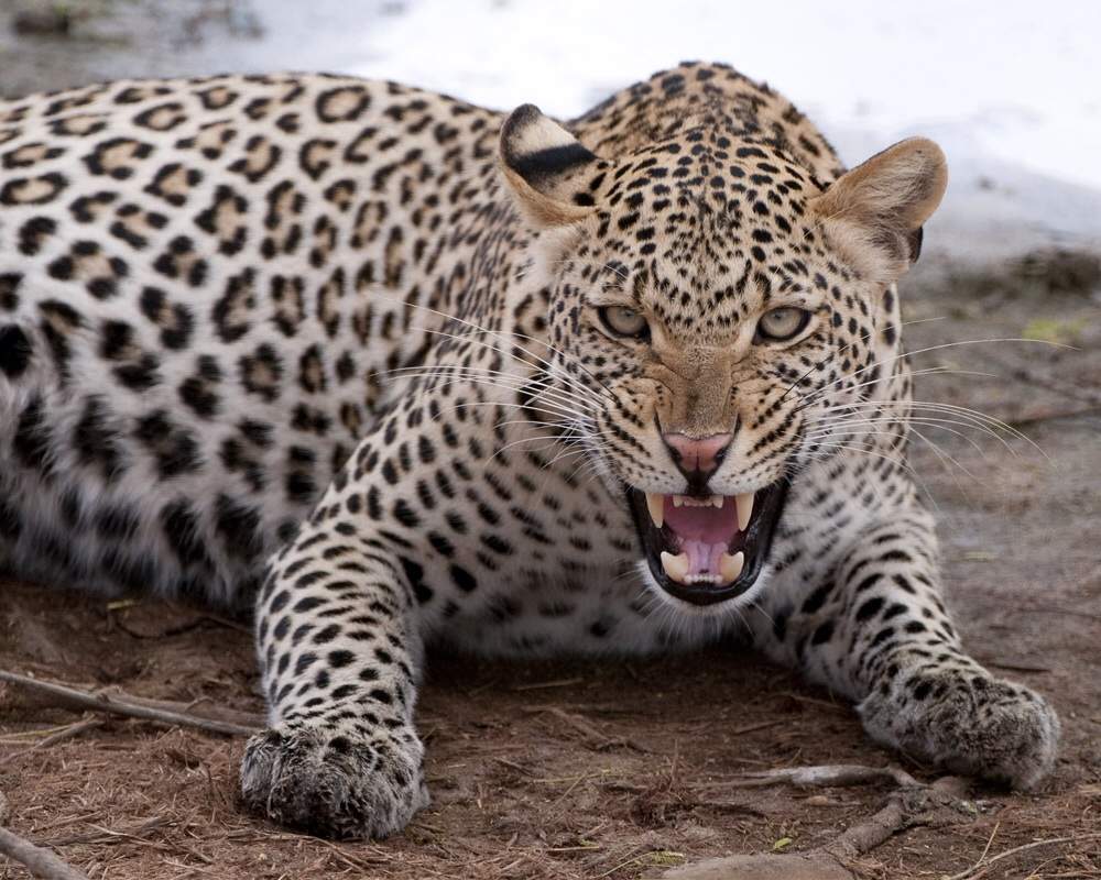 النمر المرقط Leopard الحياة البرية Amino Amino 4670