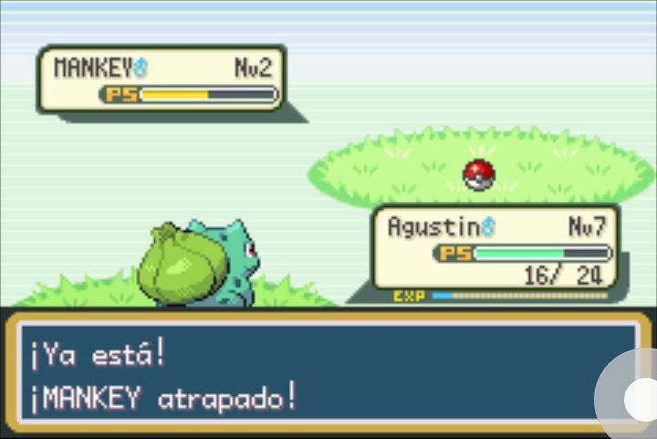 Pokemon Verde Hoja Duallocke 2 El Pikachu Del Bosque Verde