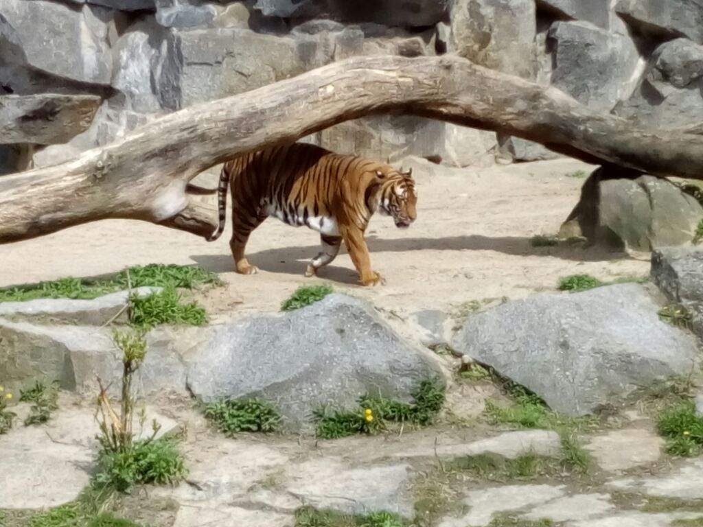 ZOO!!! | Anime Amino