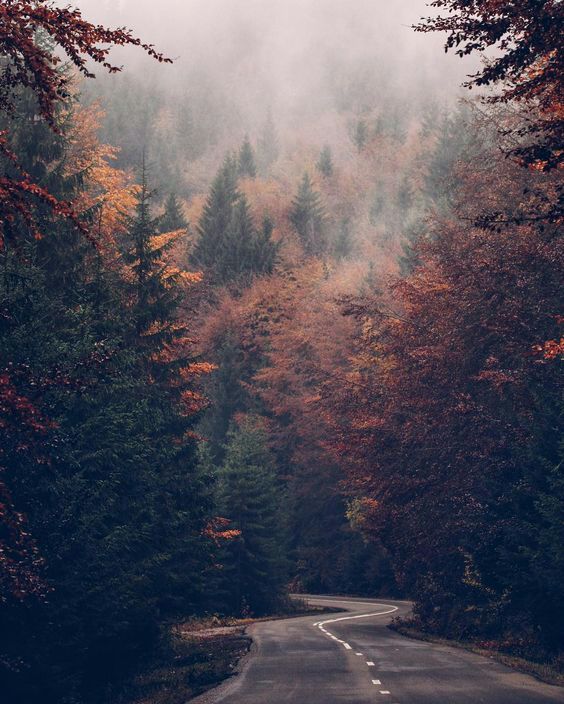 Aesthetics Background Forest/Woods | Studying Amino Amino