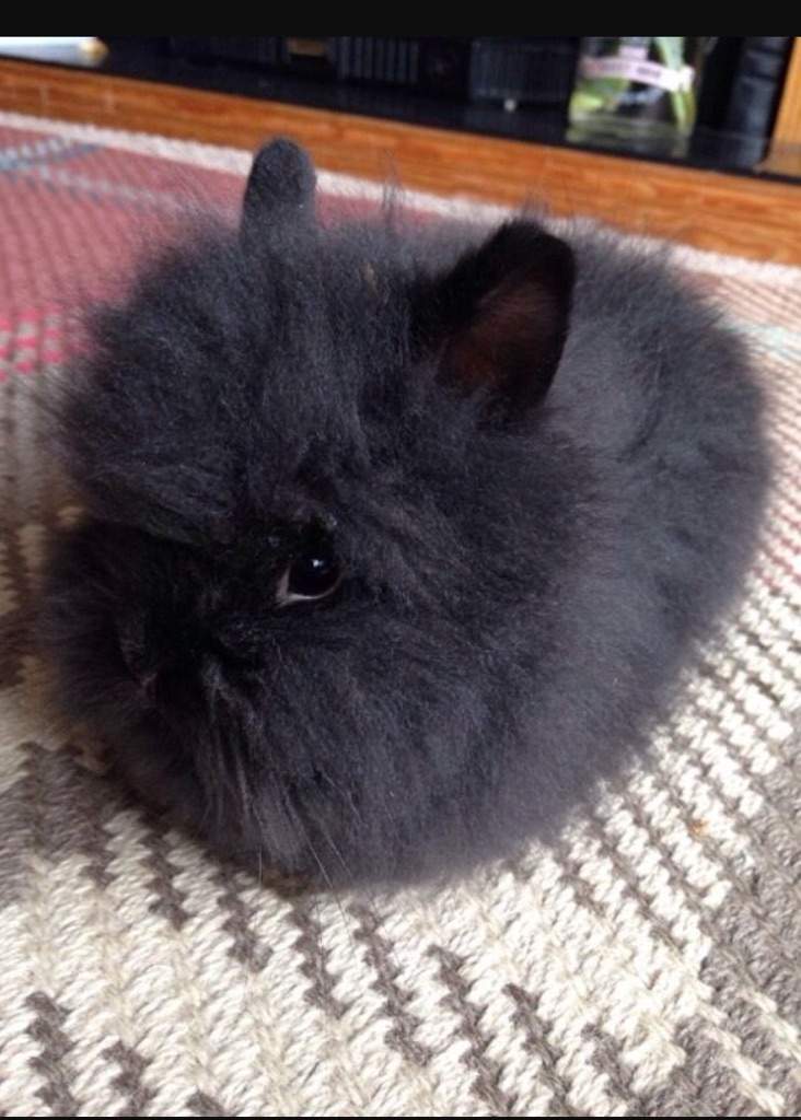 Long Haired Lion Head Bunny Kawaii Amino Amino