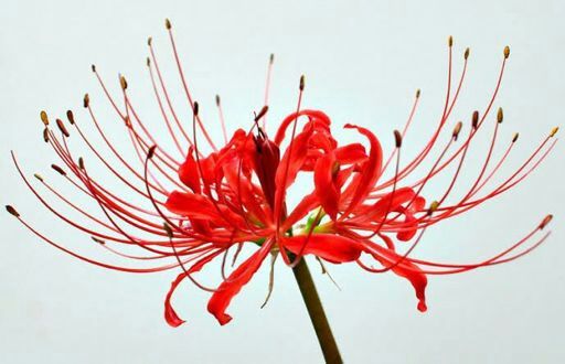 Lírio da aranha vermelha (Red spider lily) - Tokyo Ghoul | Mundo Das  Sombras Amino