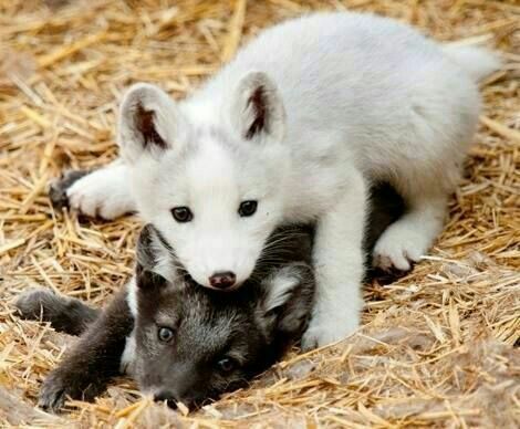 5 Curiosidades sobre os Lobos do Artico | 🐾 Pets Em Geral