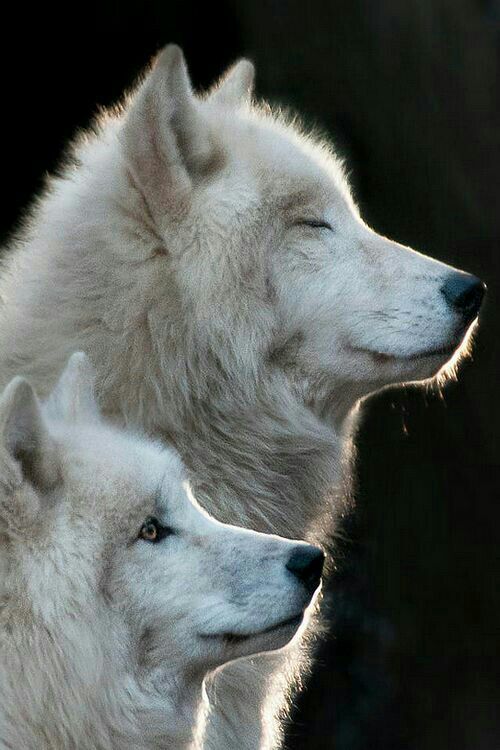5 Curiosidades sobre os Lobos do Artico | 🐾 Pets Em Geral