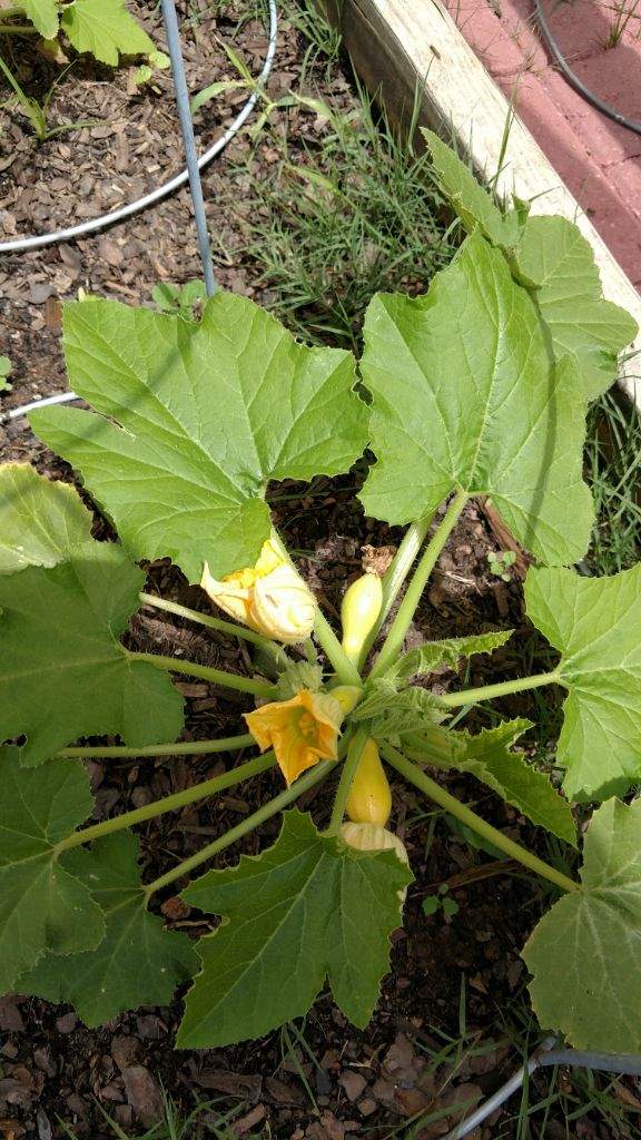 Squash | Wiki | Gardening & Plants Amino