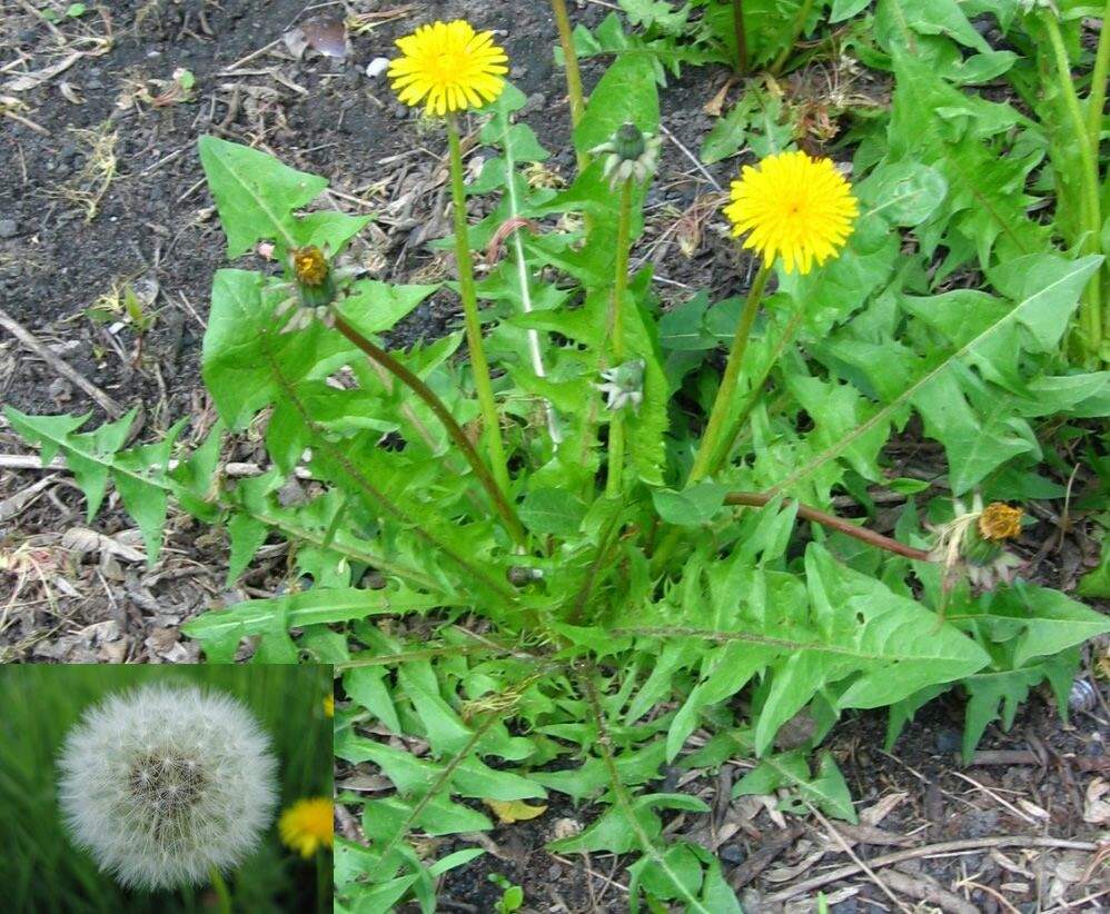 plant-id-dandelion-natural-wellness-amino