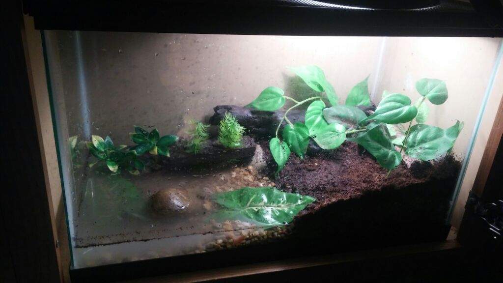 Frogs for Beginner Enthusiasts. | Pets Amino