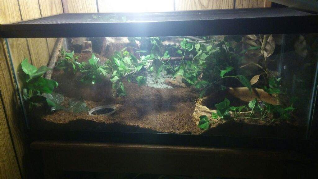 Frogs for Beginner Enthusiasts. Pets Amino