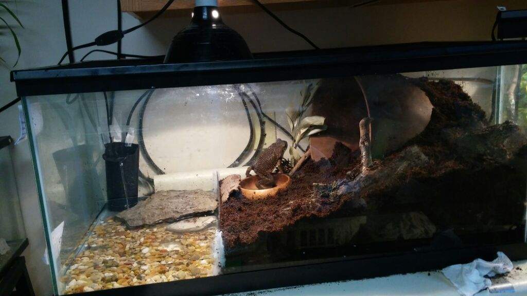 Frogs for Beginner Enthusiasts. Pets Amino