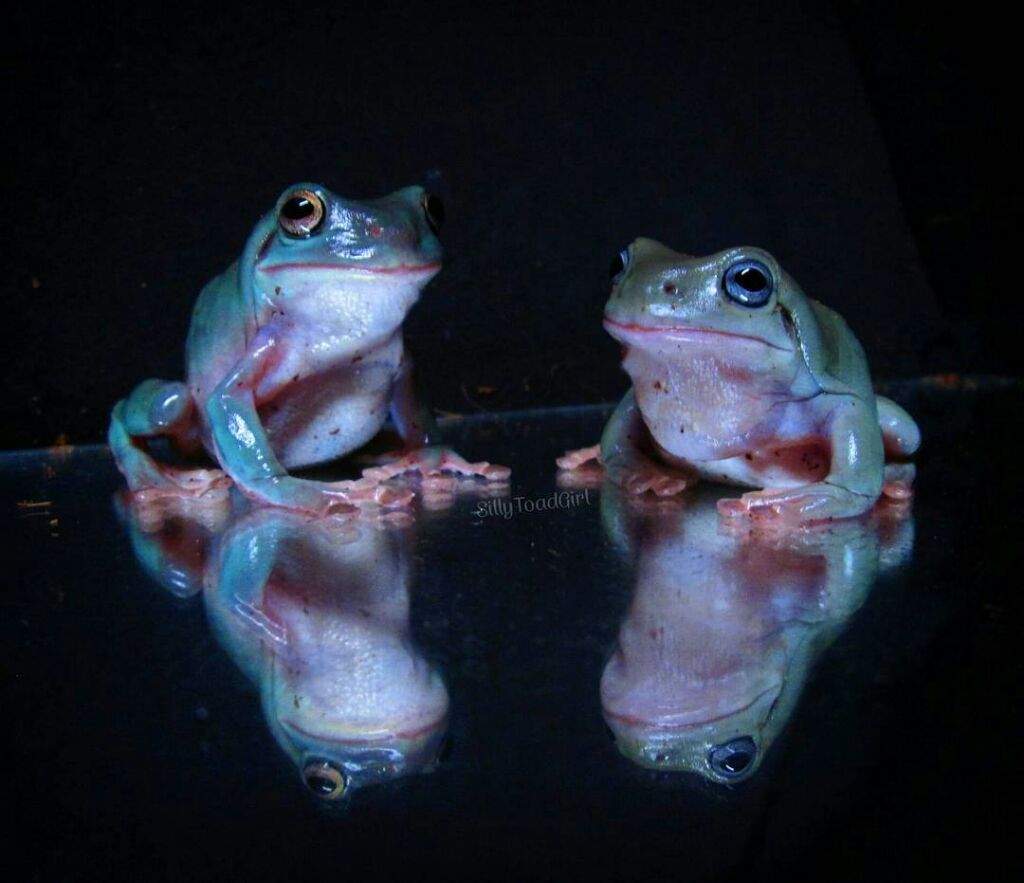 Frogs for Beginner Enthusiasts. Pets Amino