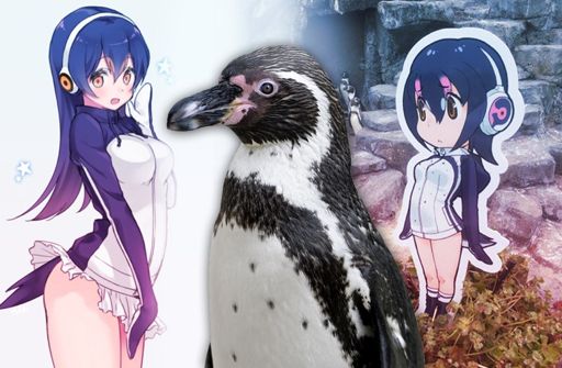 Japan Puts Anime in Zoo and Penguin Adopts a Waifu | Anime Amino