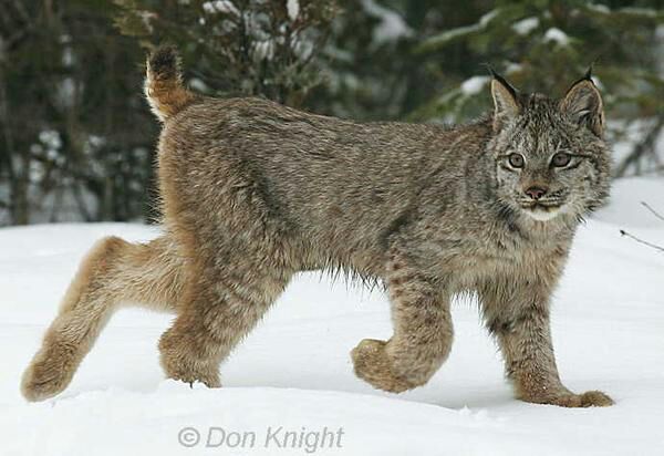 Coyote's Critters - The Canadian Lynx | Animal Roleplay Amino Amino