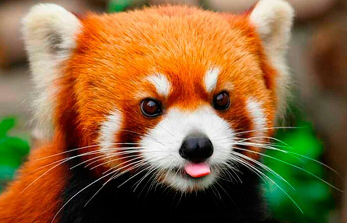 Resultado de imagem para panda vermelho