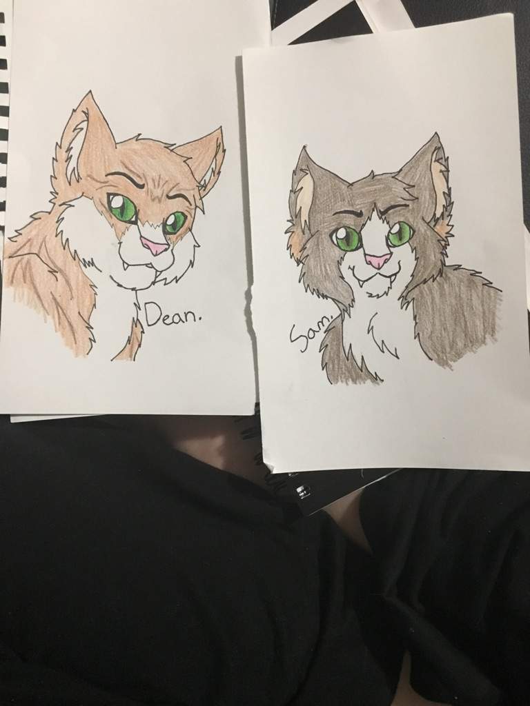 Finished supernatural cats. Supernatural Amino