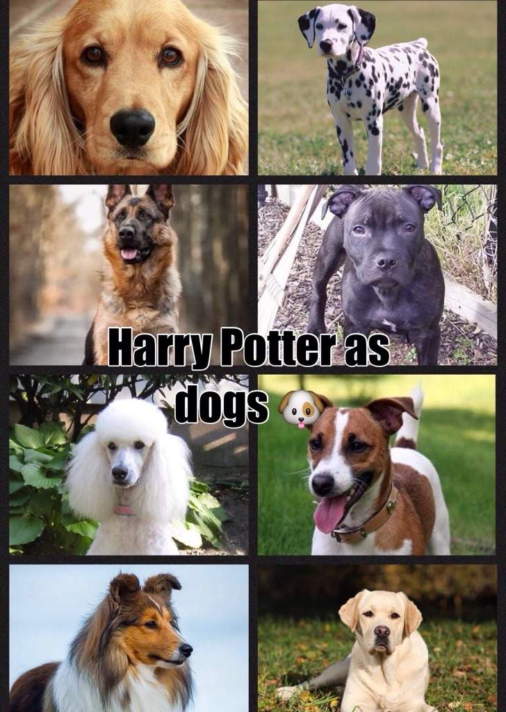 Harry Potter characters as dogs 🐶 | Harry Potter Amino