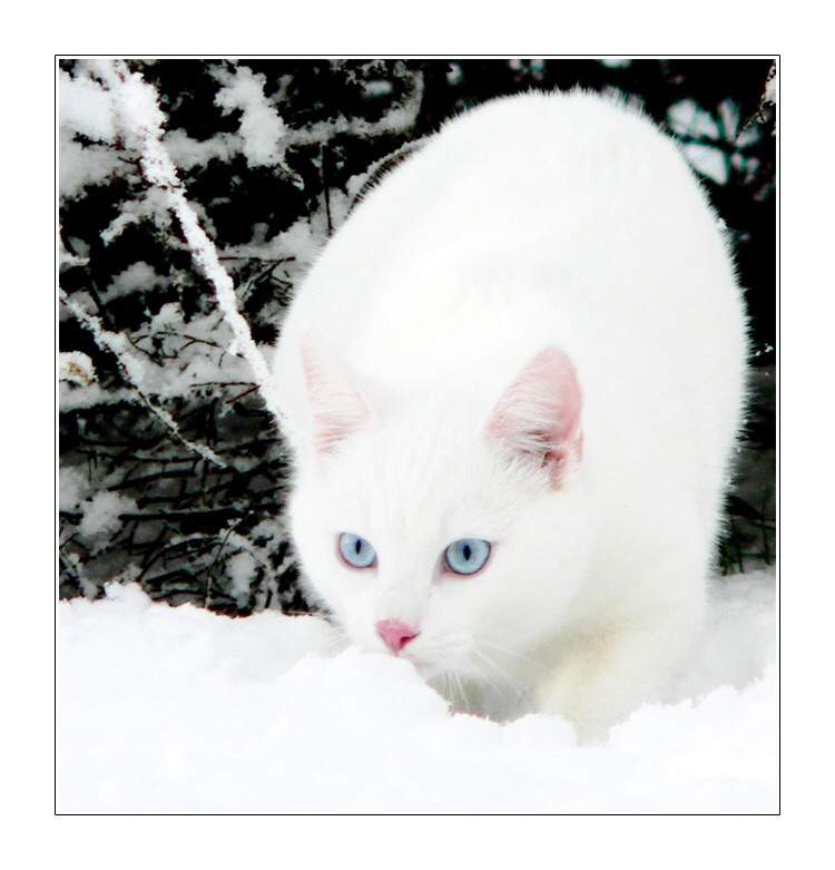 Snowpelt | Wiki | Warriors Amino