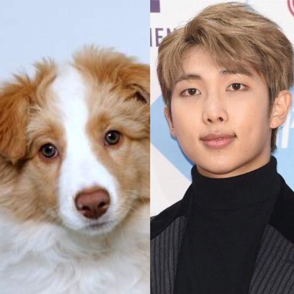 Bts Members Dogs ~ Do The Members Of Bts Have Pets? | karamastar