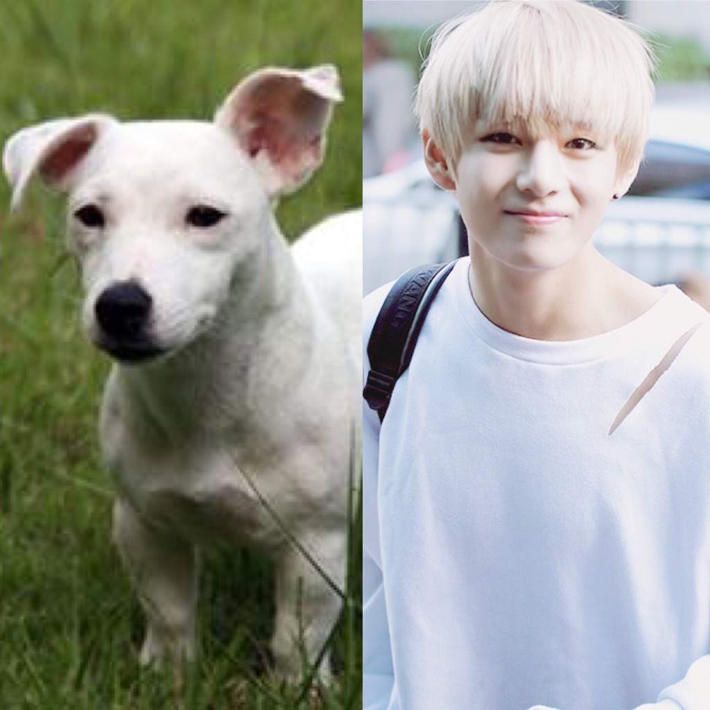 BTS as Dogs!!! | ARMY's Amino