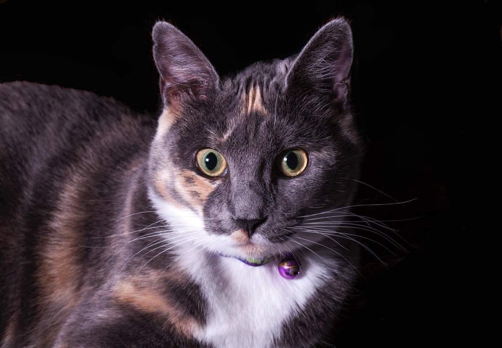different kinds of tortoiseshell cats calico