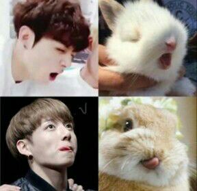 Resultado de imagen para jungkook looks like a rabbit