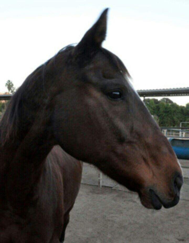 Why Horse Racing Is Abusive Part 2 Equestrian Amino