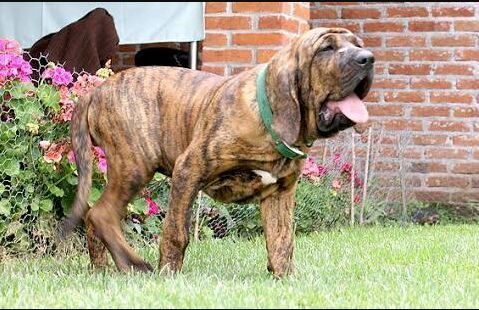 Tudo Sobre O Fila Brasileiro Brazilian Mastiff Cachorrinhos PT BR   Cb9a364b99faa013ca9d605e719c2859cda9f33d Hq 