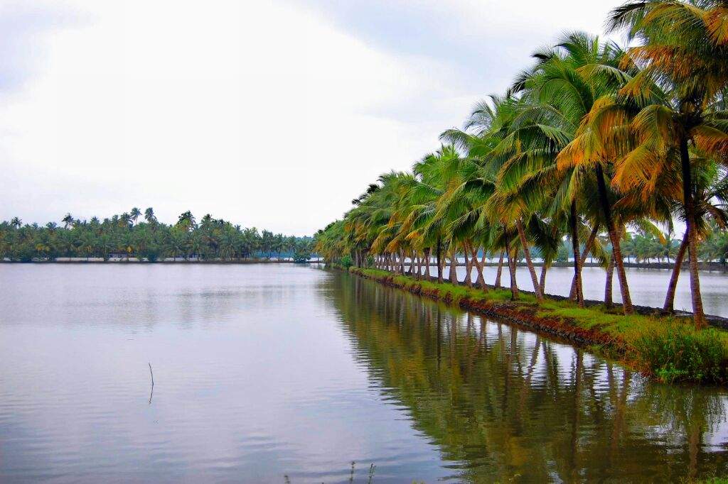 Coconuts here, coconuts there, coconuts everywhere | Kerala® Amino