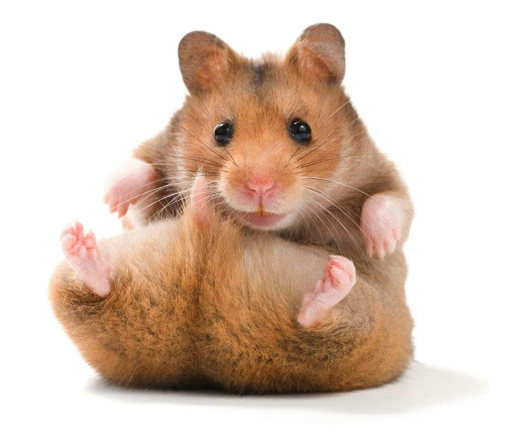 Hamster Sexo