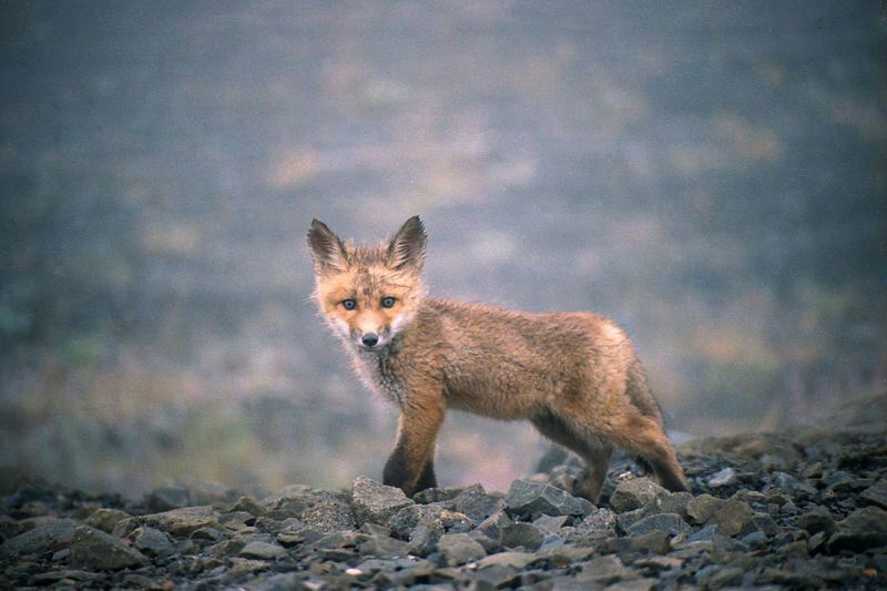 Fox-Arctic, Fennec, and Red Fox | Skulks; Vixen; V | Wiki | Foxes Amino