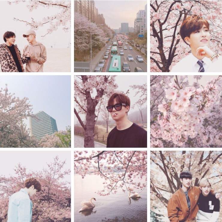 GOT7 Cherry Blossom Moodboards | GOT7 Amino