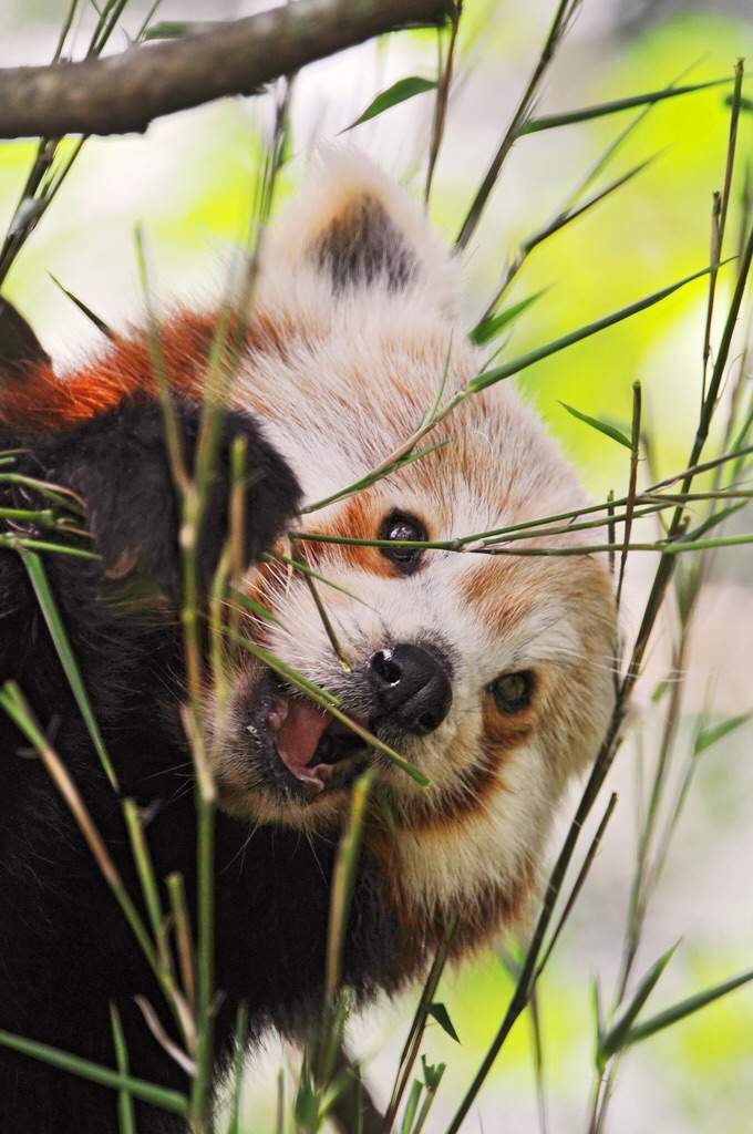 red panda fursona