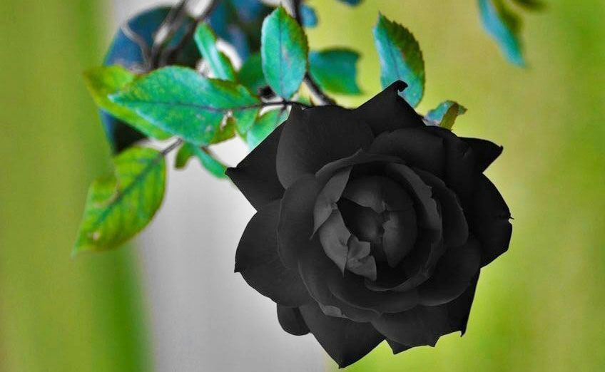 Black Roses | Good Vibes 🔆 Amino