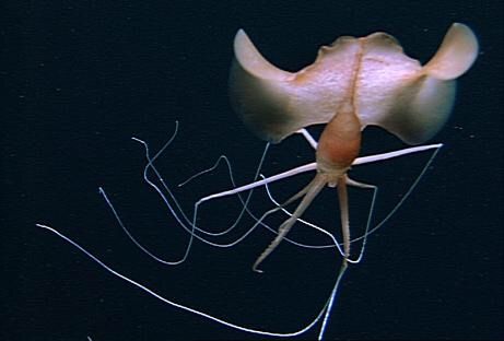 Alien of the deep: Big Fin Squid | Wild Animals! Amino