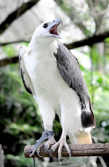 White-Bellied Sea Eagle | Wild Animals! Amino