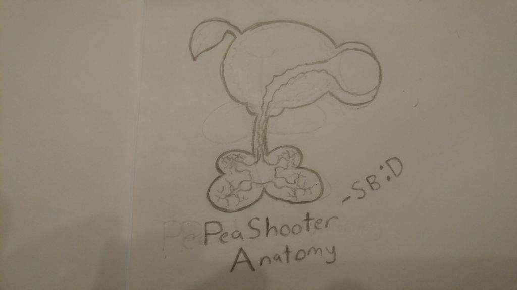 Plant Anatomy 1 PeaShooter PvZ. Universe Amino Amino