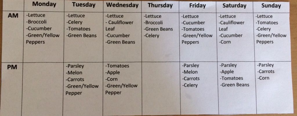 Guinea pig best sale feeding chart