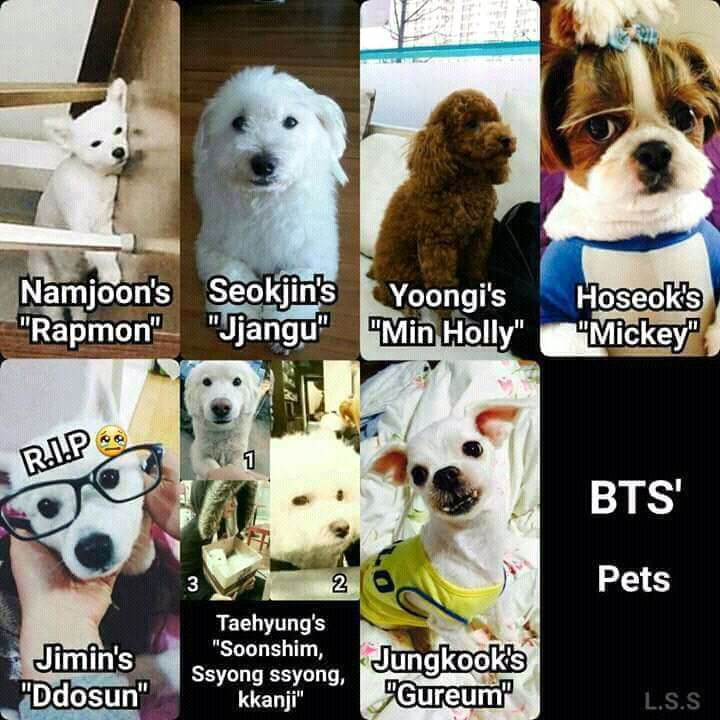 BTS Pets | ARMY's Amino