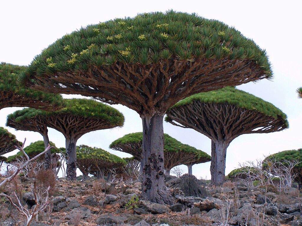 Owc Dragon S Blood Tree Pagans Witches Amino
