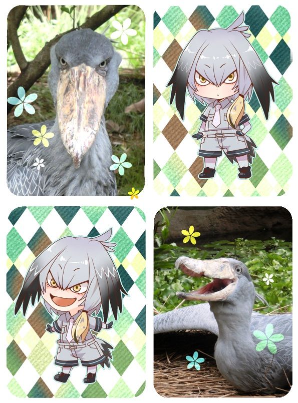 shoebill kemono friends shoebill kemono friends