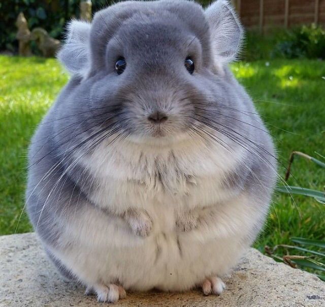 chinchilla teddy