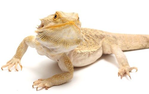 Best beginner pet lizards | Animal Amino🐾 Amino