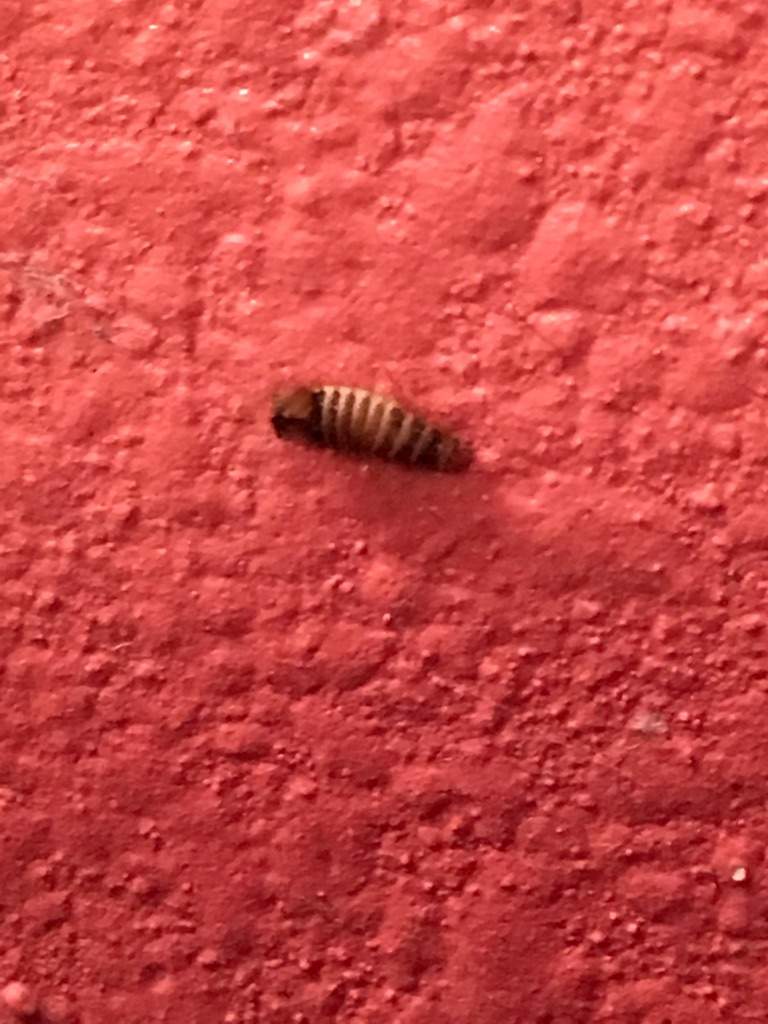 What Bug Is This Bugs Amino What Bug Is This Bugs Amino
