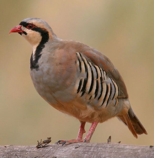 pakistan-national-birds-animal-and-flower-name-and-images