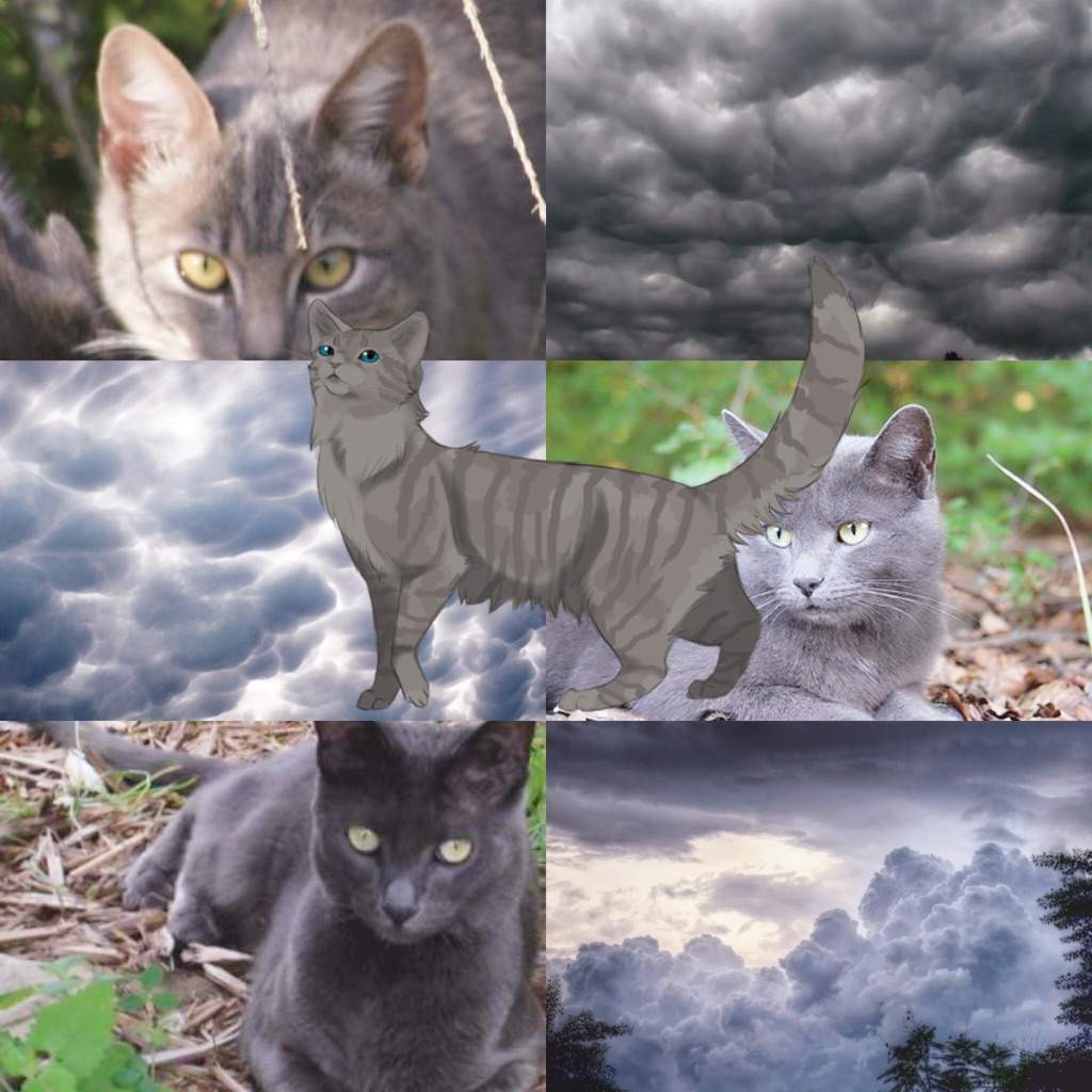Warrior Cat Aesthetic Requests - Completed.
