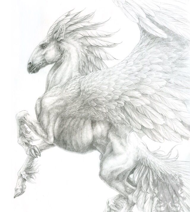 Drawings | Mythical Creatures and Beasts Amino