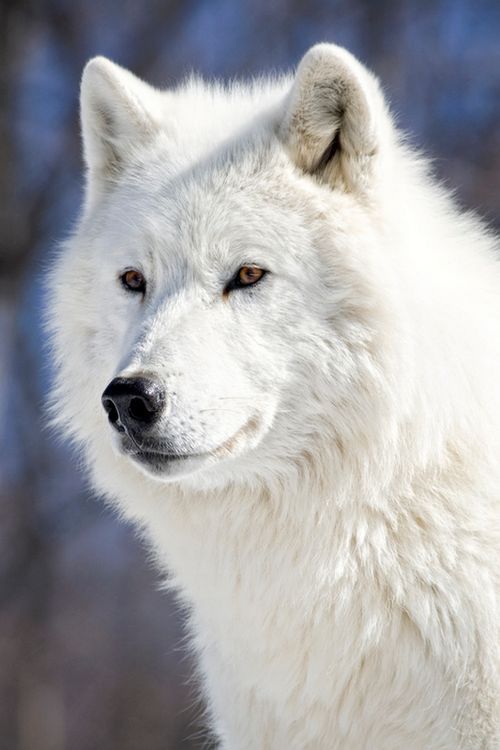 Wolf Species Analysis: The Arctic Wolf | Wolf Amino Amino