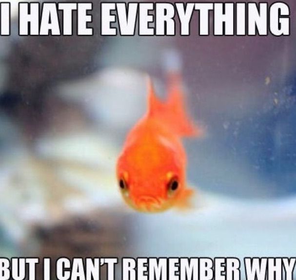 Betta Fish Memes! | Betta Keepers Amino