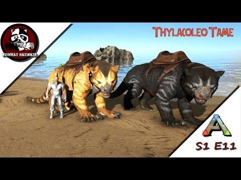 thylacoleo evolved