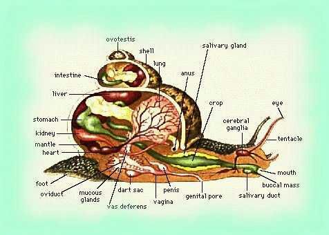 Everything you need to know about snails! | Snail and Slug ... snail habitat diagrams 